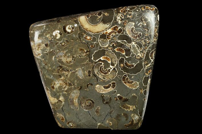 Polished Ammonite (Promicroceras) Slab - Marston Magna Marble #131996